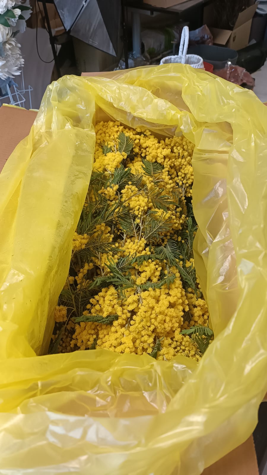 коробка живой Абхазской мимозы